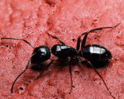Cucarachas y hormigas en Málaga