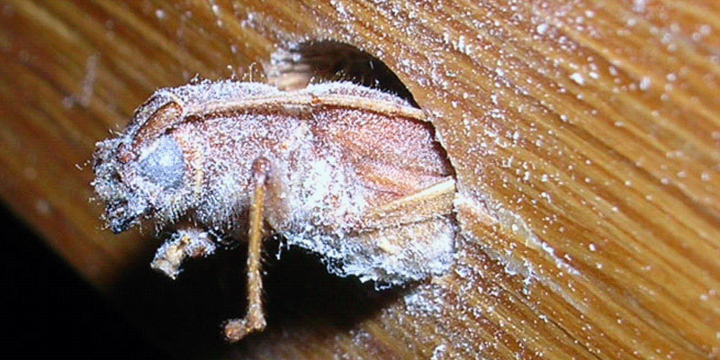 Tratamiento De La Madera Carcoma Y Termitas Control De Plagas En Malaga